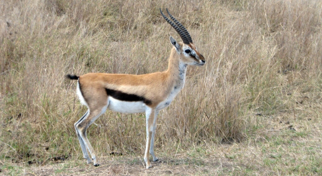 Thomsons Gazelle unterschied Antilope