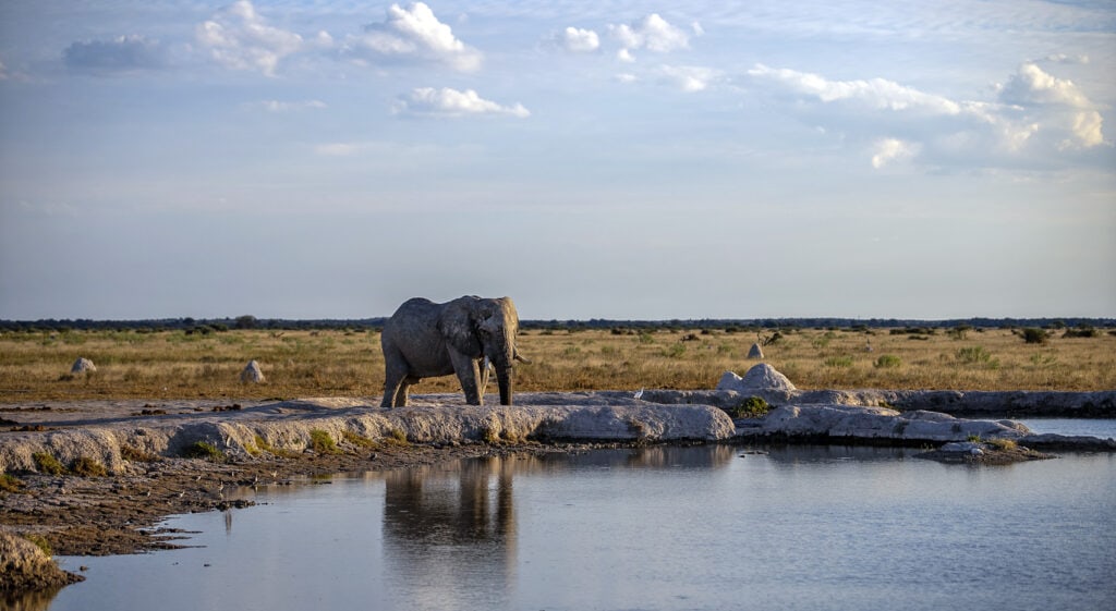 Elefant Regenzeit Makgadikgadi Nxai Pans Botsuana