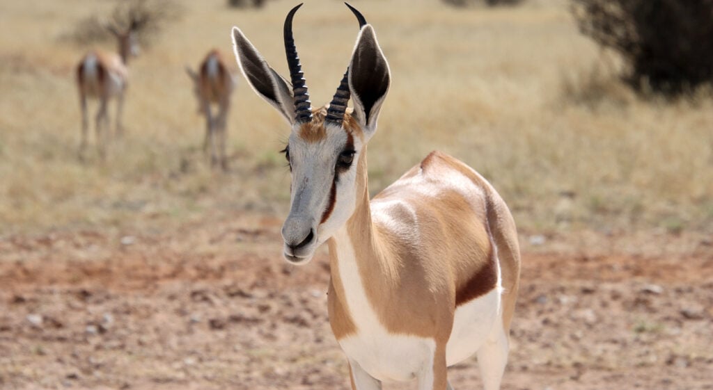 Unterschied Gazellen Antilopen Springbock