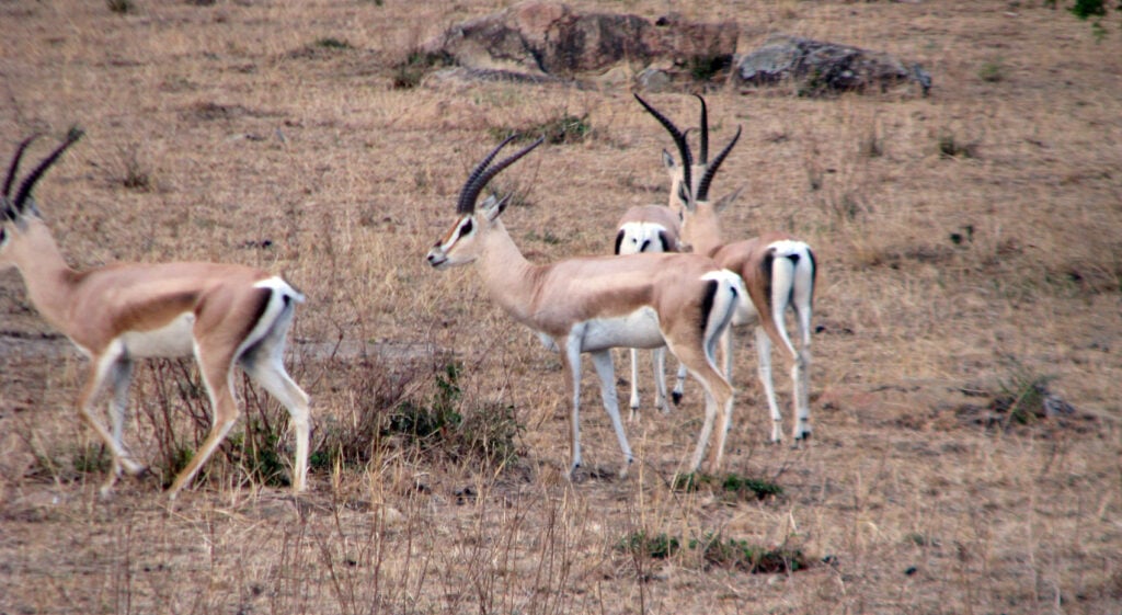 Unterschiede Antilopen Gazellen Grants Gazelle