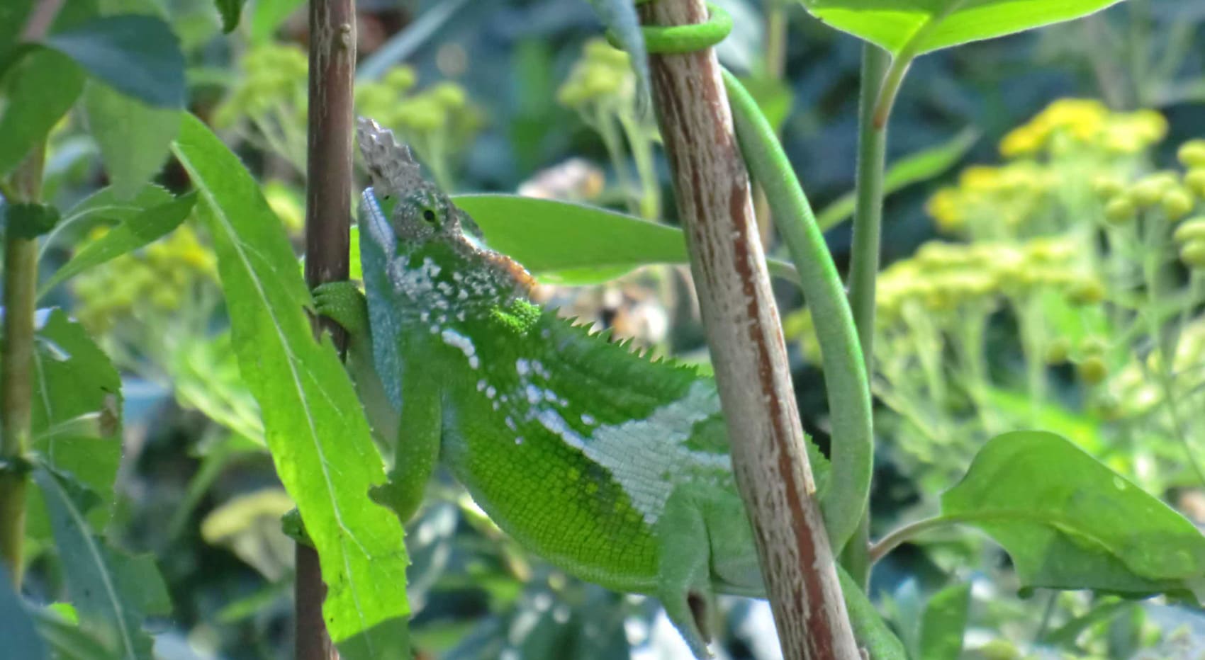 Wo wandern Tansania Chamäleon