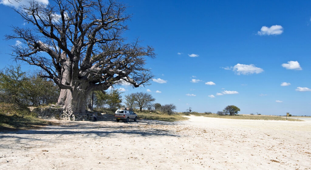 Nxai-Pans Salzpfanne Baobab Botsuana