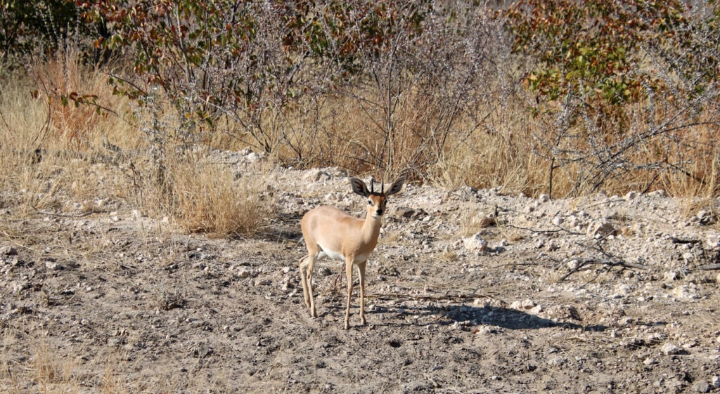 Steinböckchen Gazelle vs Antilope