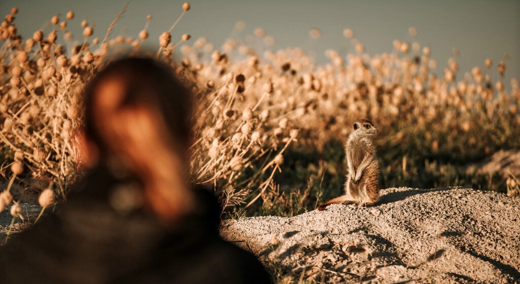 Lohnt sich Salzpfannen Botswana Erdmännchen