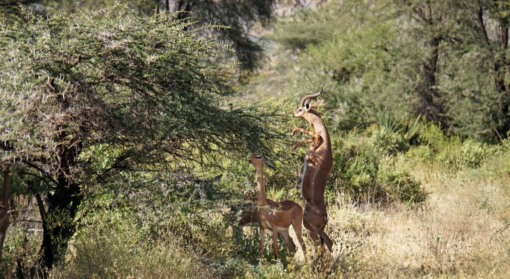 Unterschied Gazellen Antilopen Gerenuk