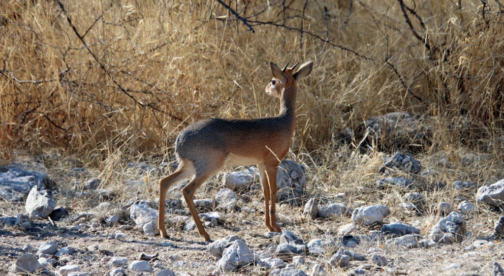 Dikdik was sind Antilopen Gazellen