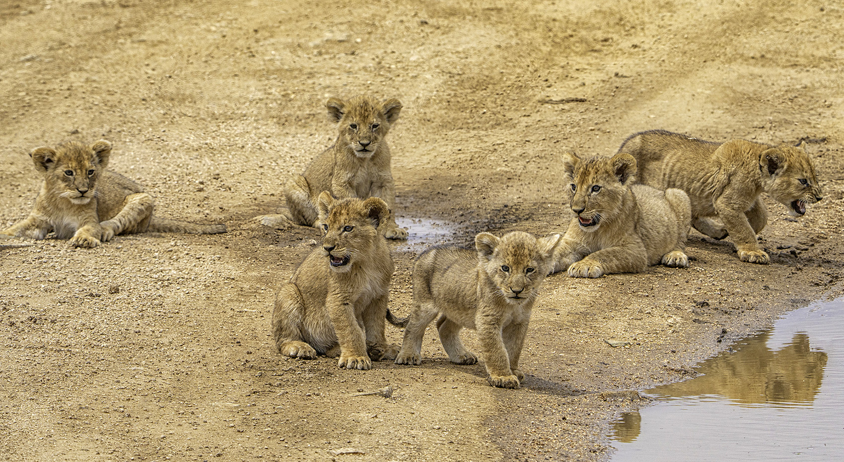 Löwenbabies