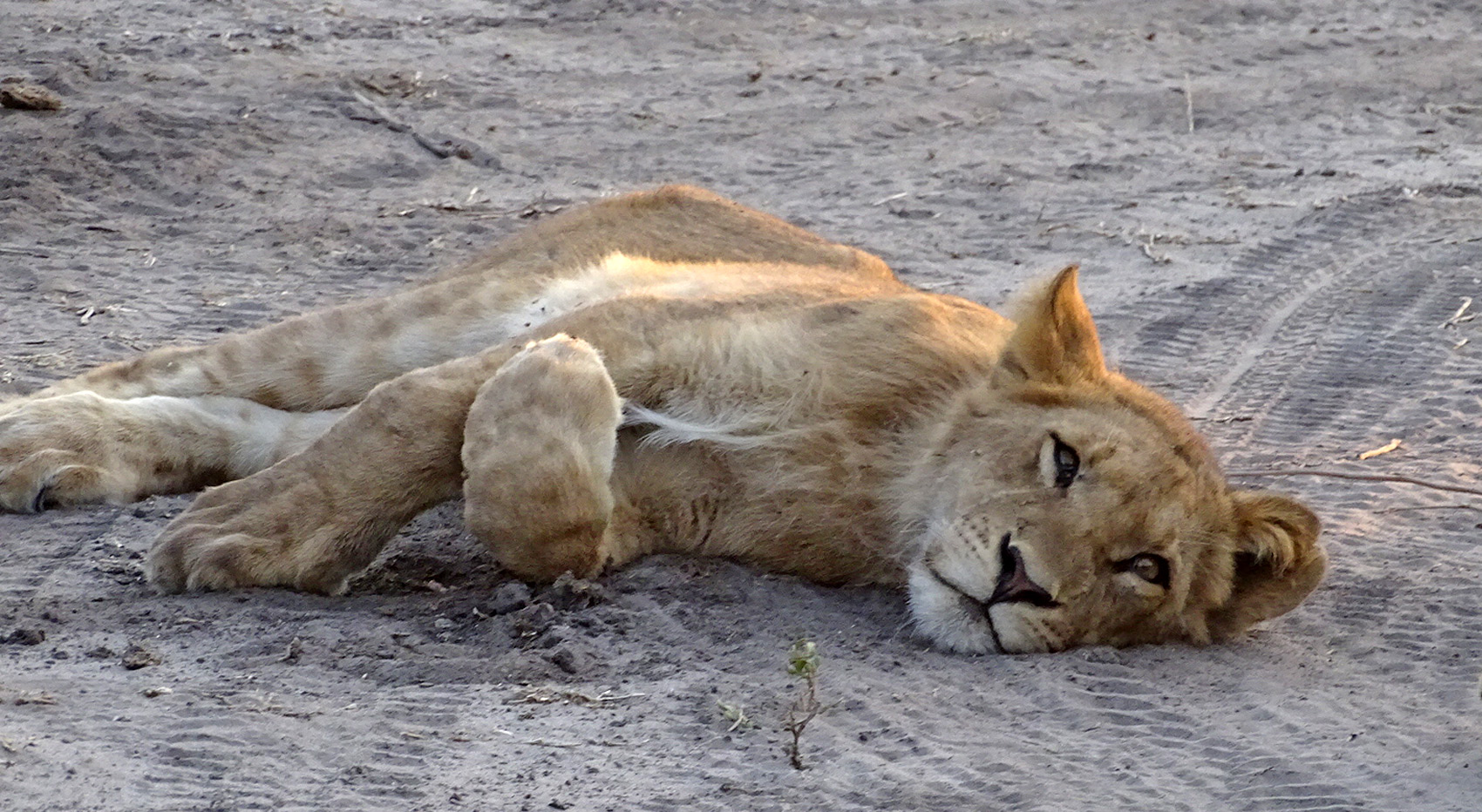Löwe im Sand