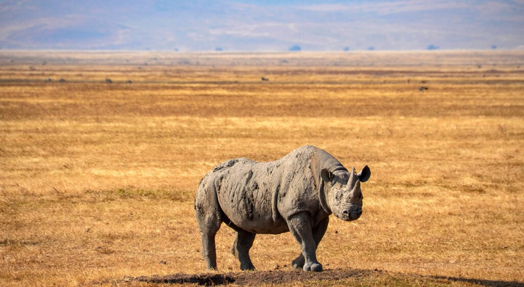 Nashorn..